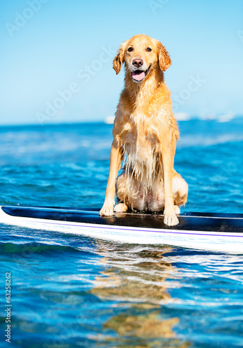 Fototapeta Naklejka Na Ścianę i Meble -  Surfing Dog