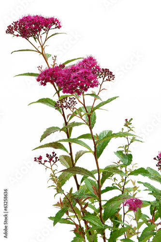 Obraz na płótnie Spiraea japonica Dart's Red