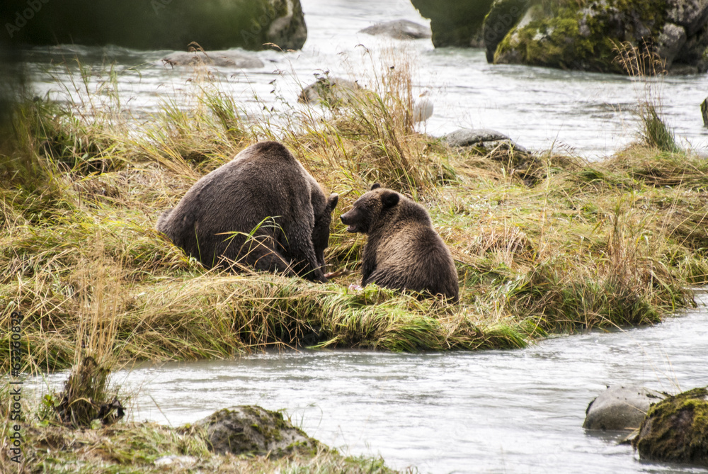 Brown Bear - Mother With Their Young Enjoying Lunch Brown Bear - Mother With Their Young Enjoying Lunch