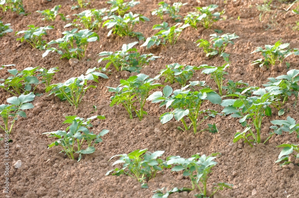jardinage jardinage