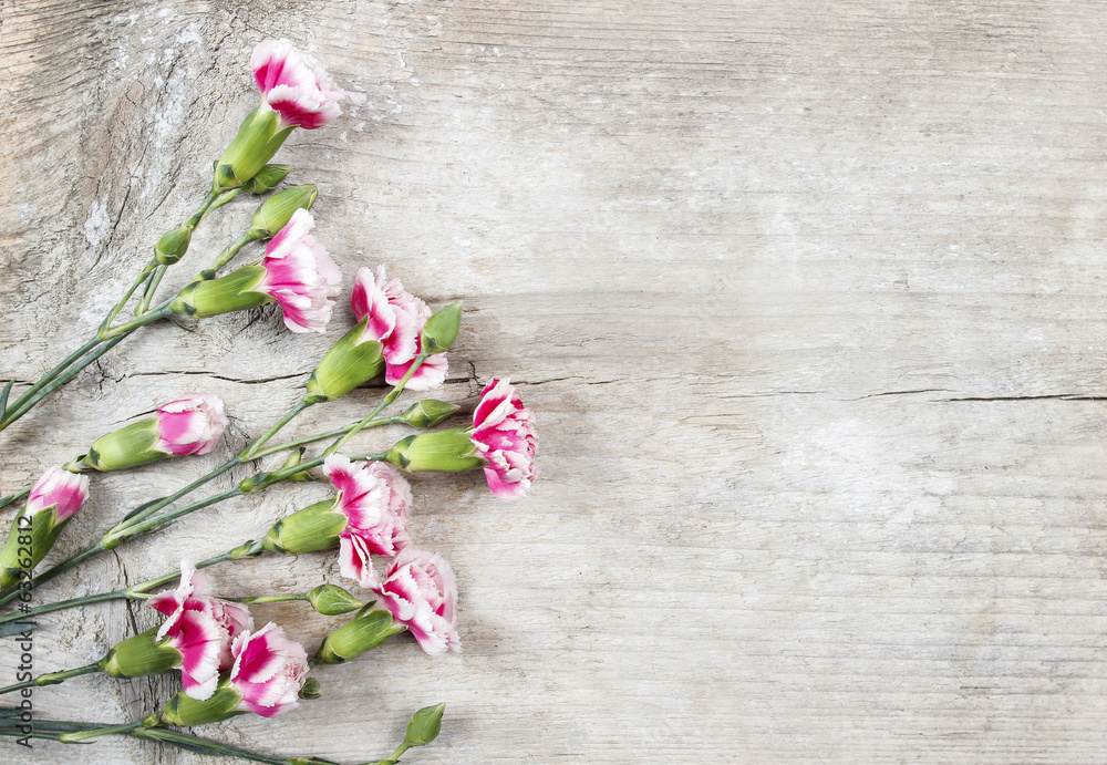 Pink carnation flowers isolated on wooden background Pink carnation flowers isolated on wooden background
