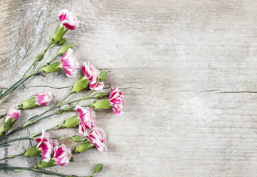 Pink carnation flowers isolated on wooden background