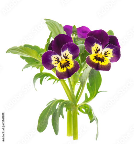 closeup of pansy isolated on white photo