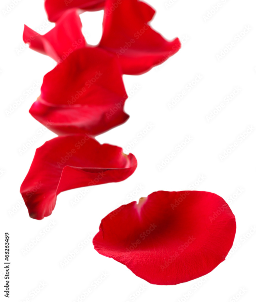 Beautiful red rose petals, isolated on white Beautiful red rose petals, isolated on white