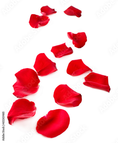 Beautiful red rose petals, isolated on white