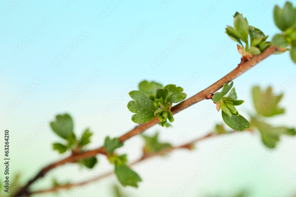 Leaf bud on bright background Leaf bud on bright background