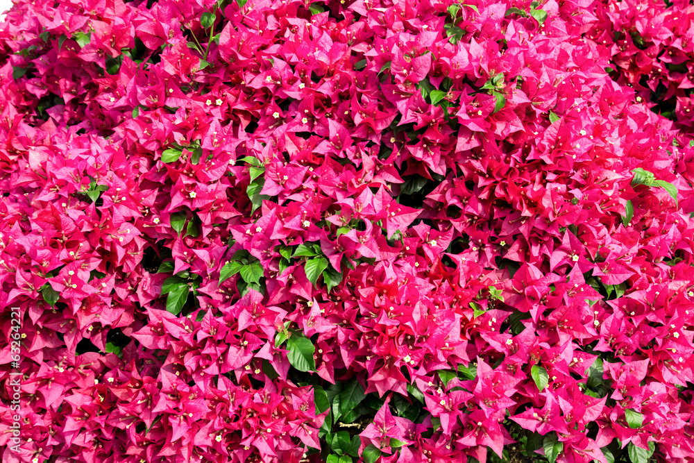 bougainvillea flowers bougainvillea flowers