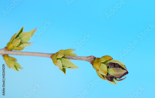Leaf bud on blue background