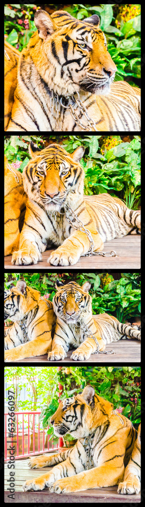 Fototapeta premium Tiger