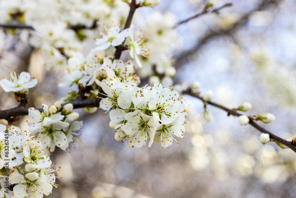 Blooming branch of cherry tree. Beautiful spring landscape Blooming branch of cherry tree. Beautiful spring landscape