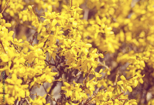 Yellow flower Forsythia