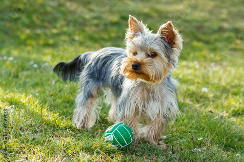 Cuadro en lienzo Cute small yorkshire terrier