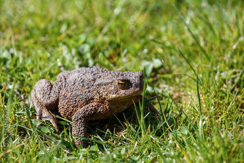 brown toad in the garden