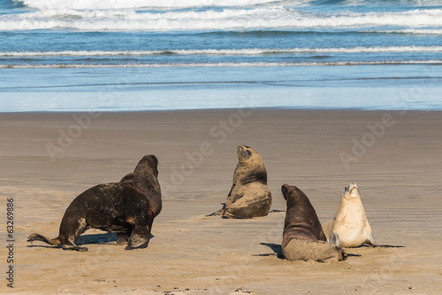 colony of sea lions on sandy beach