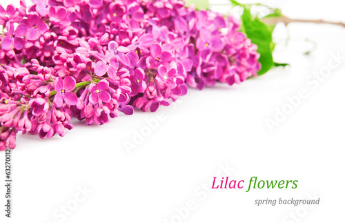 Lilac bunch, spring flowers isolated on white background