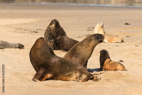 colony of sea lions basking