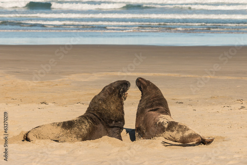 two sea lions basking on sandy beach © Patrik Stedrak
