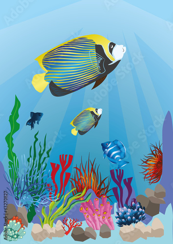 marine life with colorful fish