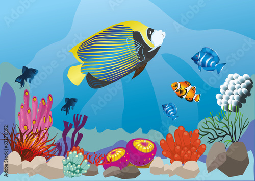 marine life with colorful fish