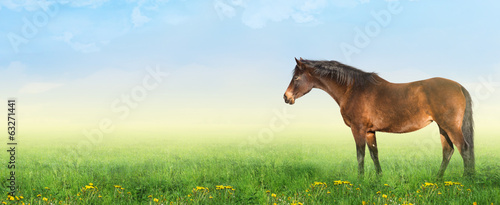 warmblood horse on summer pasture with dandelion, banner