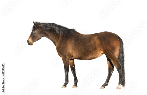 Brown warmblood horse, exterior, isolated