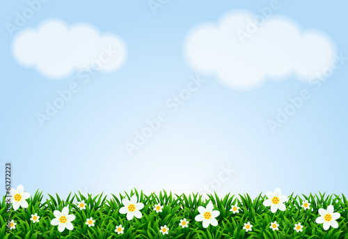 Landscape with grass and camomiles.
