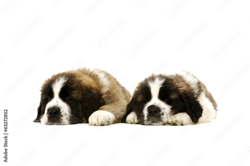 St Bernard puppies isolated on white