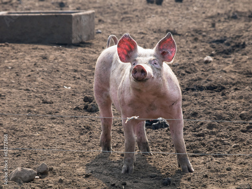 Neugieriges Ferkel photo