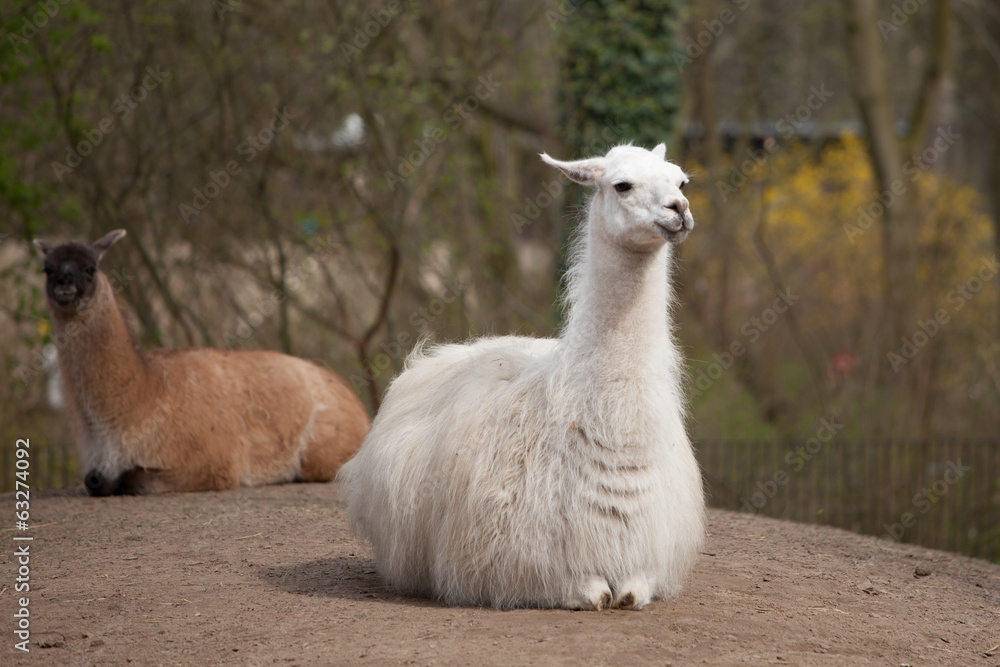 Fototapeta premium Alpacka