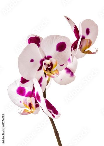 Fototapeta Naklejka Na Ścianę i Meble -  Beautiful orchid on white background