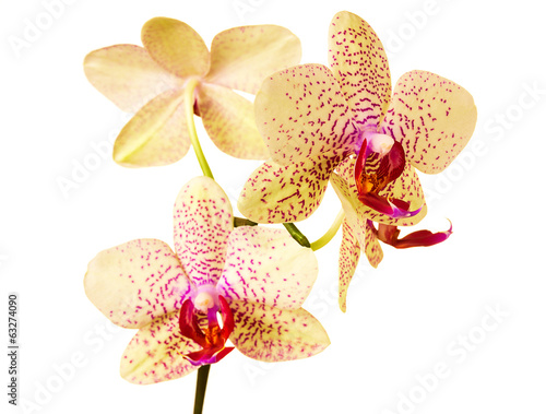 Fototapeta Naklejka Na Ścianę i Meble -  Beautiful orchid on white background