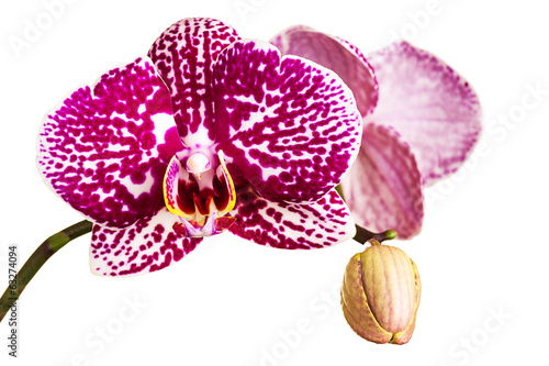 Fototapeta Naklejka Na Ścianę i Meble -  Beautiful orchid on white background