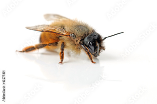 Biene von schräg vorne