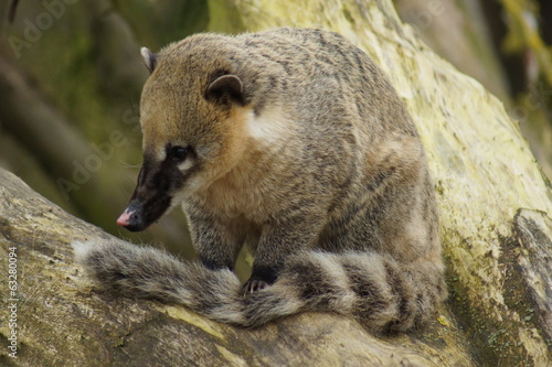 Ring-tailed Coati - Nasua nasua