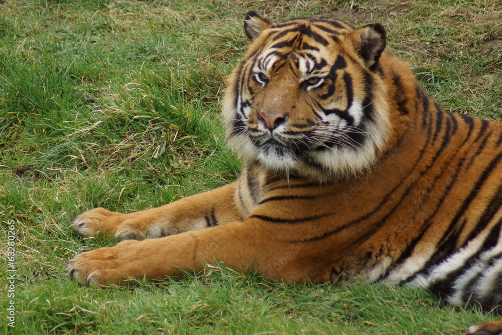 Obraz premium Sumatran Tiger - Panthera tigris sumatrae