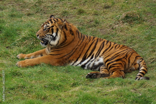 Sumatran Tiger - Panthera tigris sumatrae