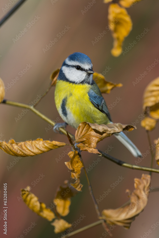 Mésange bleue (Cyanistes caeruleus - Eurasian Blue Tit)