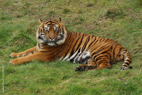 Sumatran Tiger - Panthera tigris sumatrae