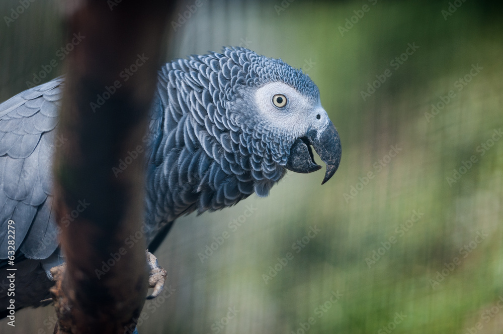Obraz premium Perroquet gris du gabon