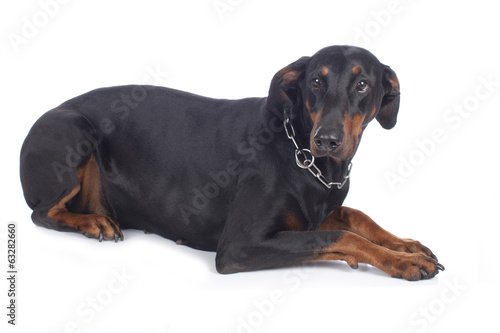 Ängstlicher Dobermann