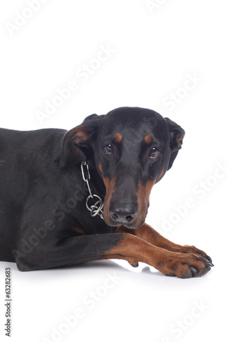   ngstlicher Dobermann