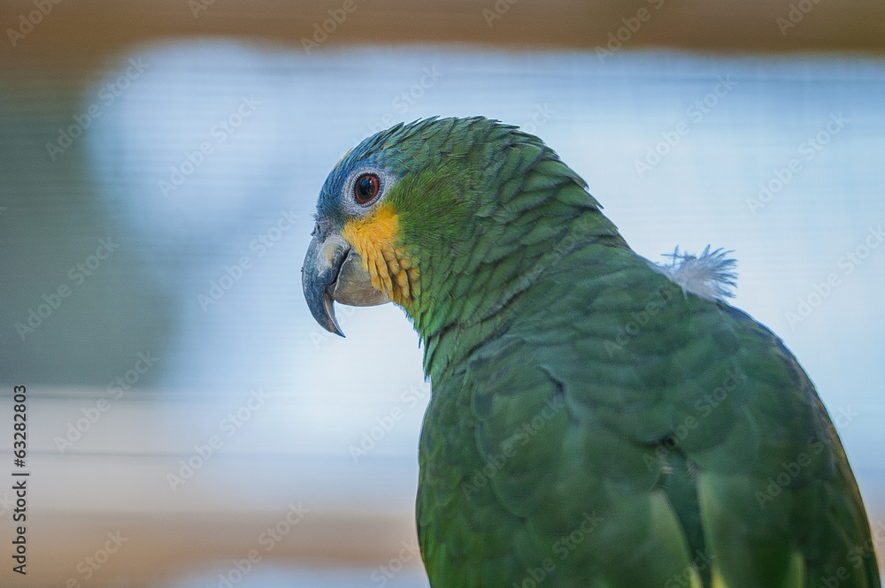 Obraz premium Perruche verte