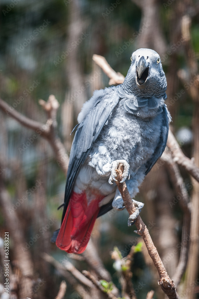 Obraz premium Perroquet gris du gabon