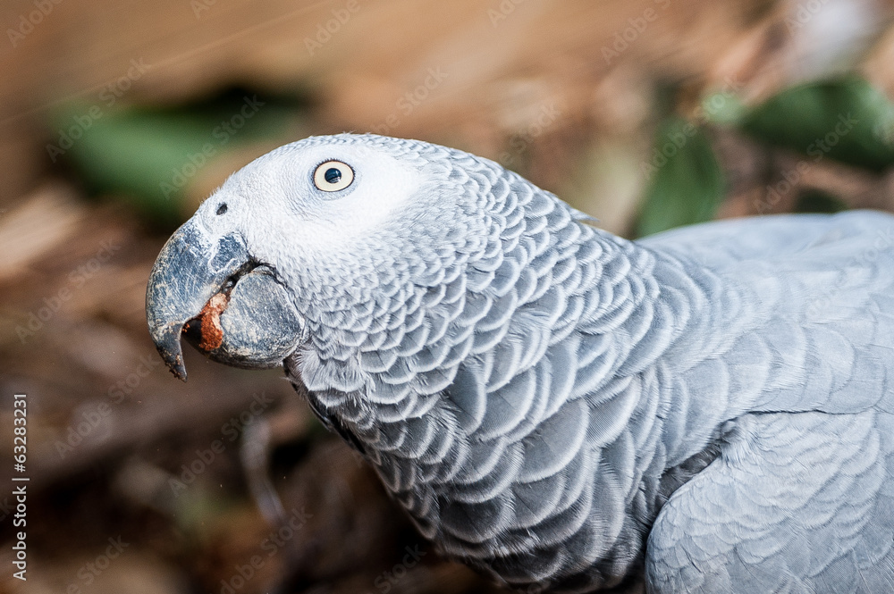 Fototapeta premium Perroquet gris du gabon