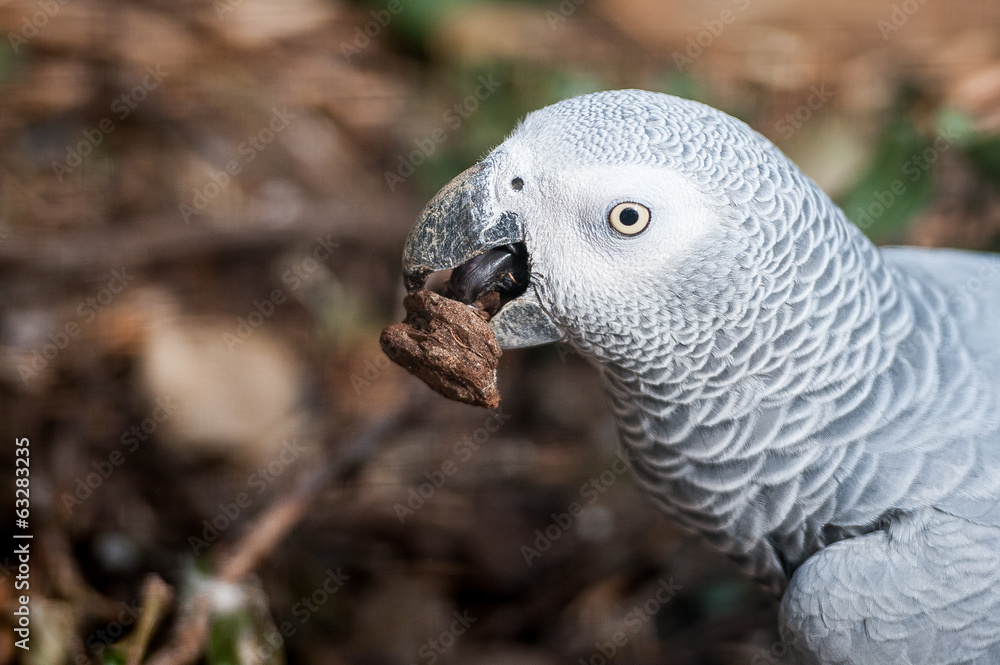 Obraz premium Perroquet gris du gabon