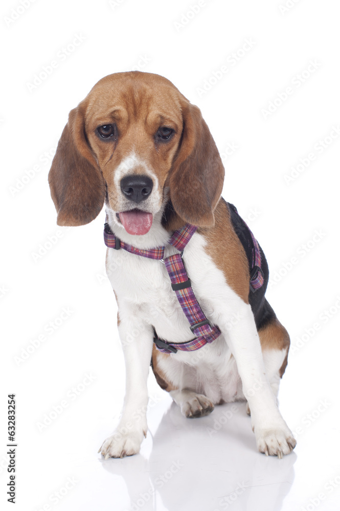 Beagle mit Brustgeschirr