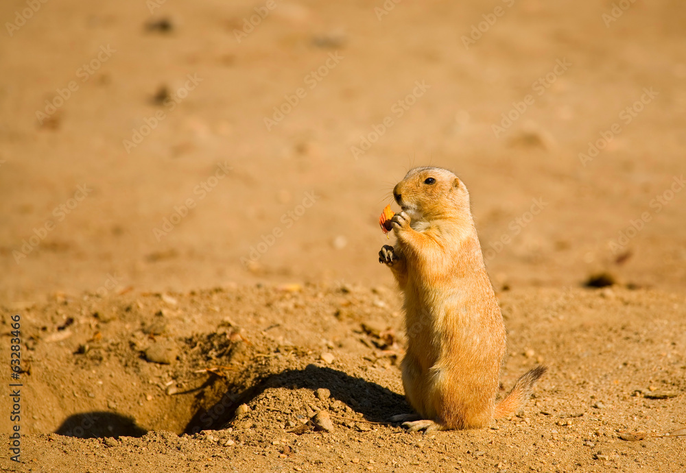 Black-tailed prairie dog Black-tailed prairie dog