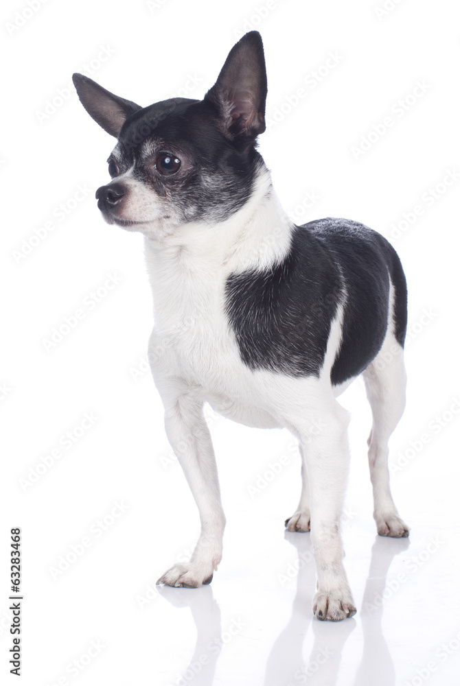 Kurzhaar Chihuahua auf weißem Hintergrund