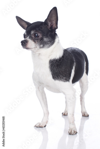Kurzhaar Chihuahua auf weißem Hintergrund © absolutimages