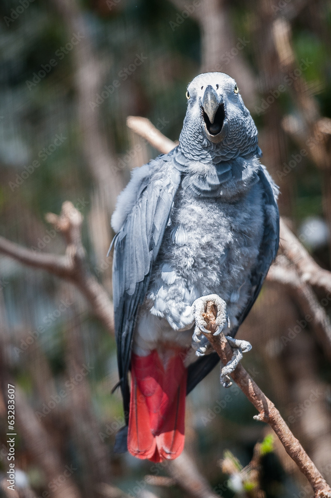Obraz premium Perroquet gris du gabon